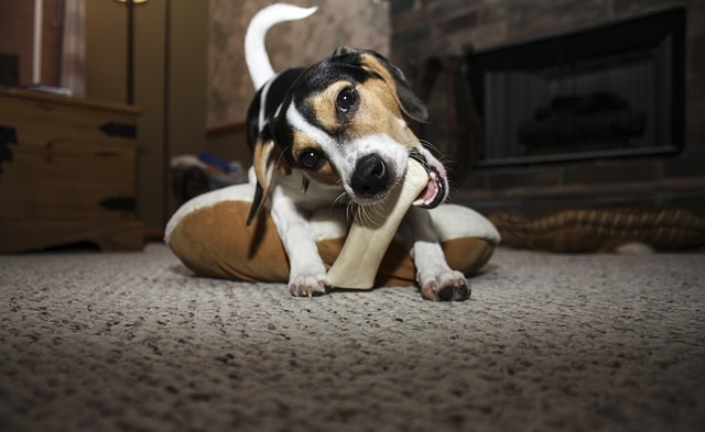 Pies gryzący kość